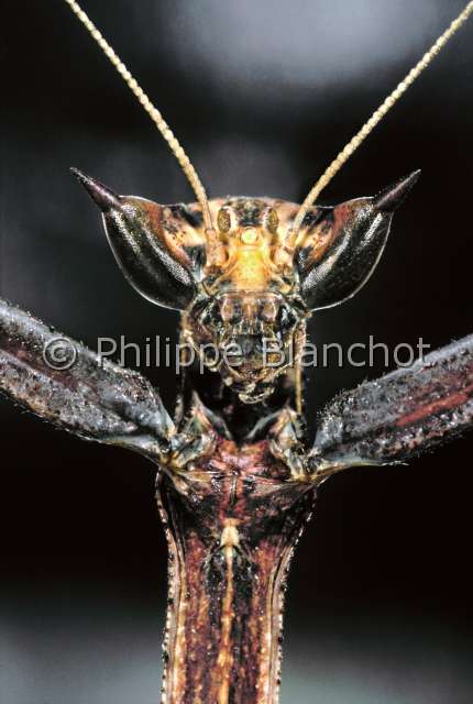 Paratoxodera borneana.JPG - Paratoxodera borneana (Portrait)MantePraying mantisDictyopteraToxoderidaeBorneo